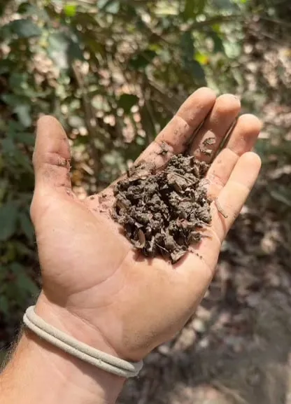 An open hand holding dark forest soil