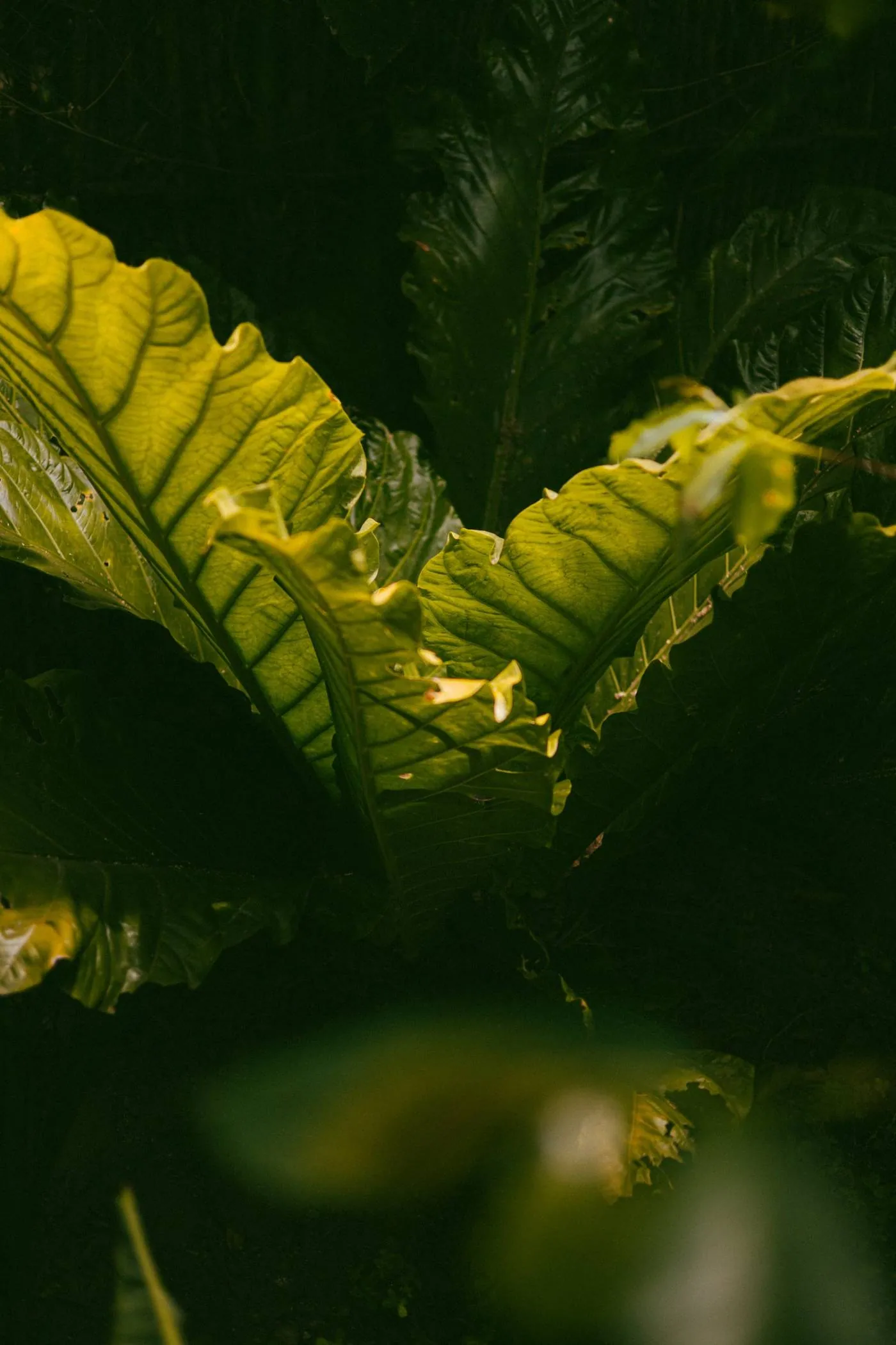 A sunlit tropical leaf in the Maestro Valley jungle
